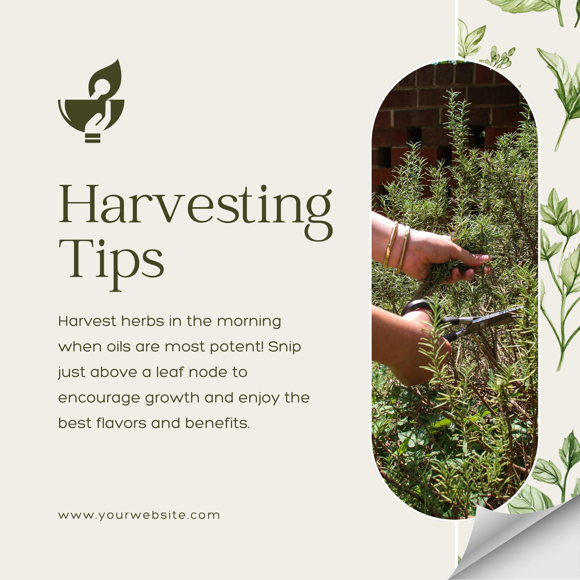 50 Herbal Wellness Social Media Templates | Editable Canva Templates | Holistic Health, Natural Remedies & Herbal Education - Social Canvas
